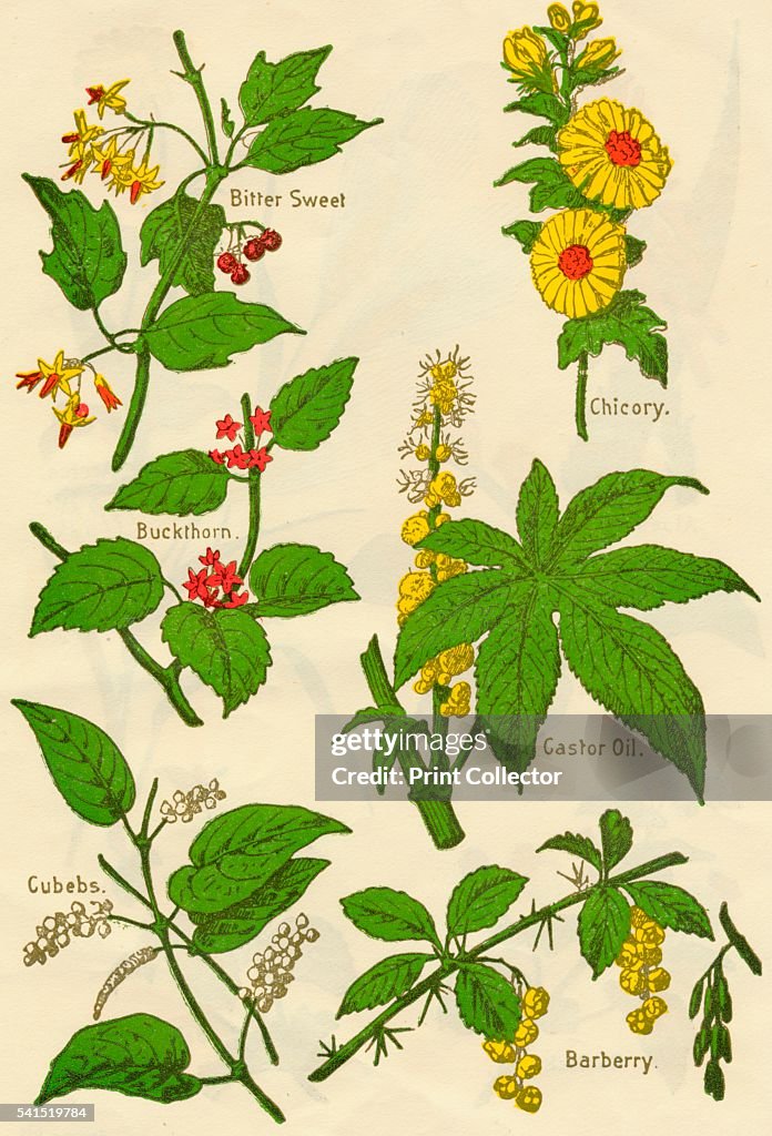 Flowers: Bitter Sweet, Buckthorn, Cubebs, Chicory, Castor Oil, Barberry, c1940.