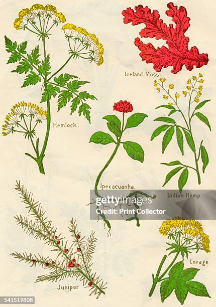Hemlock, Iceland Moss, Ipecacuanha, Indian Hemp, Juniper, Lovage, c1940. Artist: Unknown.