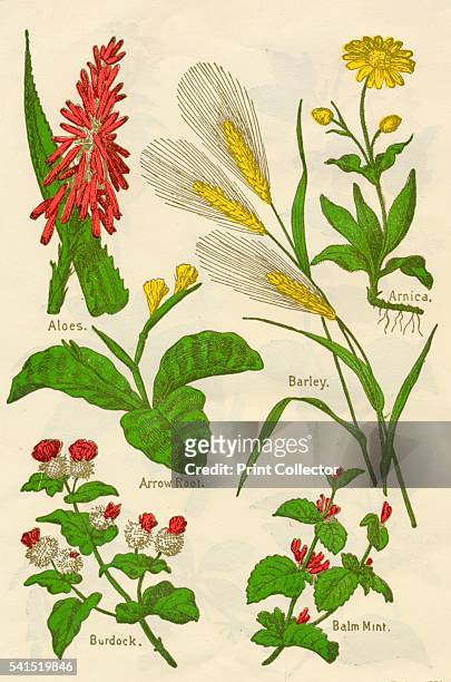 Aloes, Arnica, Arrow Root, Barley, Balm Mint, Burdock, c1940. Artist: Unknown.