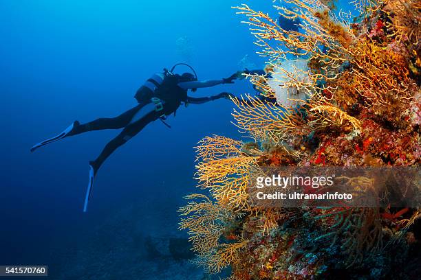 les plongeurs sous-marins d'explorer la vie sous-marine récif de corail - coral colored photos et images de collection