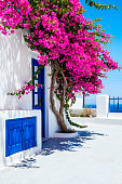 Traditional White Houses Covered with Bougainvillea Flower in Santorini, Greece