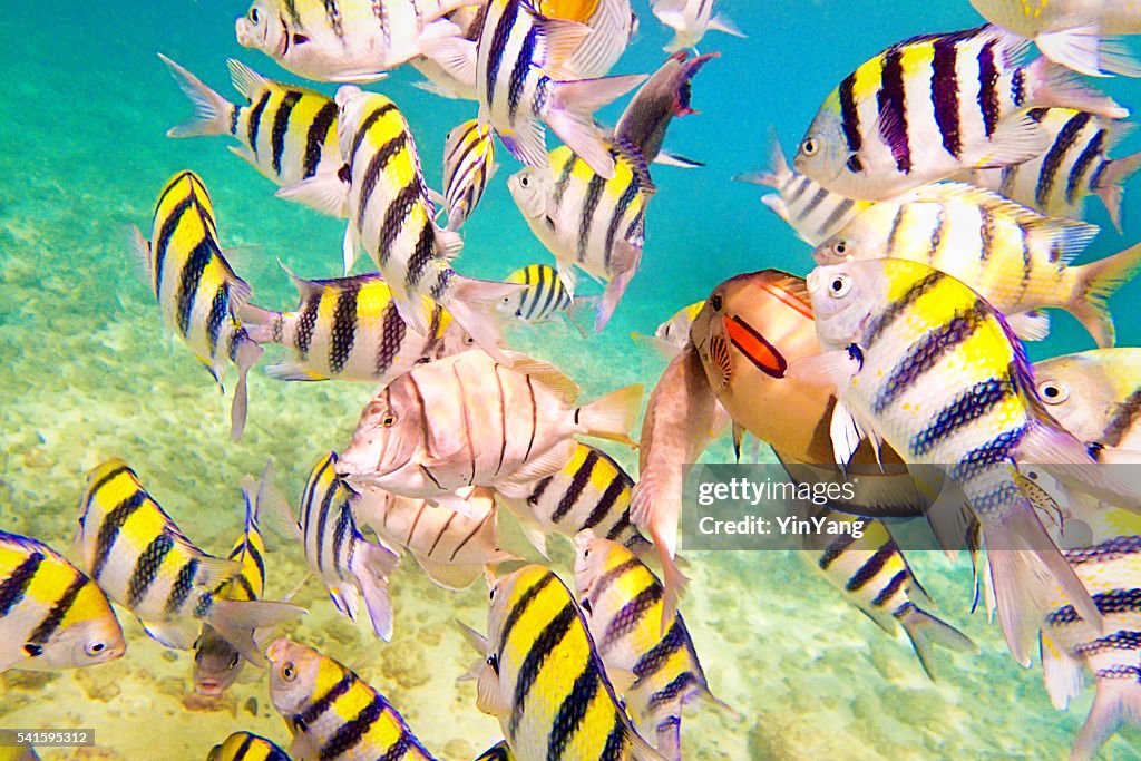 Variedad de arrecife Fishes en playas de Kauai en Hawai