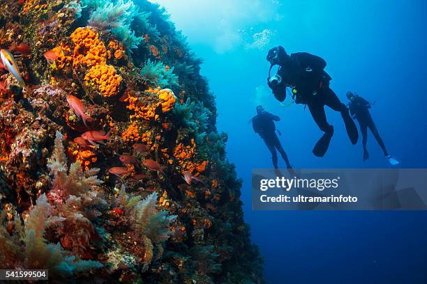 underwater scuba divers enjoy explore reef sea life sea sponge - scubaduiken stockfoto's en -beelden
