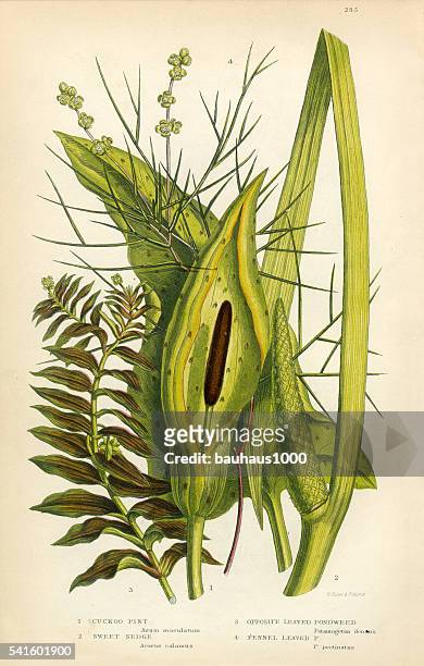 cuckoo pint, sweet sedge, sedge, pondweed, victorian botanical illustration - sweet flag or calamus (acorus calamus) stock illustrations