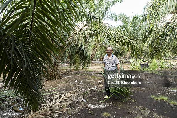 Farmer Isman Abdul Karim standss for a photograph at an oil palm plantation in Kampung Raja Musa, Selangor, Malaysia, on Thursday, June 9, 2016....