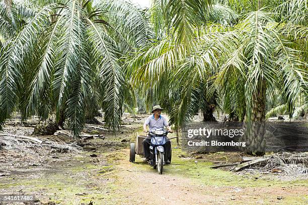 Farmer Isman Abdul Karim rides a motor-tricycle at an oil palm plantation in Kampung Raja Musa, Selangor, Malaysia, on Thursday, June 9, 2016....