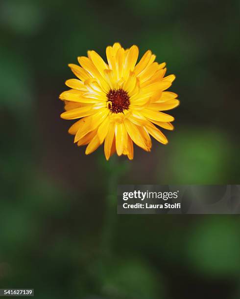 yellow marigold (calendula) flower in bloom - pot marigold stock pictures, royalty-free photos & images