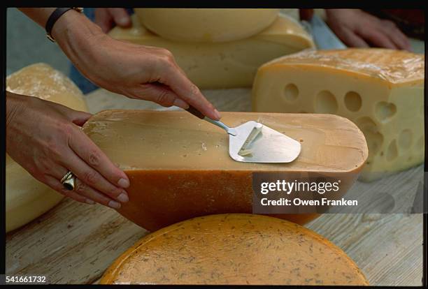 woman slicing cheese - cheese production in netherlands bildbanksfoton och bilder