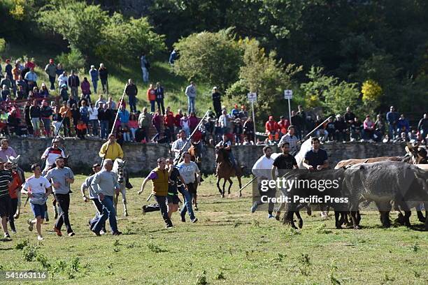 People test the bravery of a fighting bulls during the celebration of 'La Compra. The city of Soria celebrated the 12th Century tradition of "La...