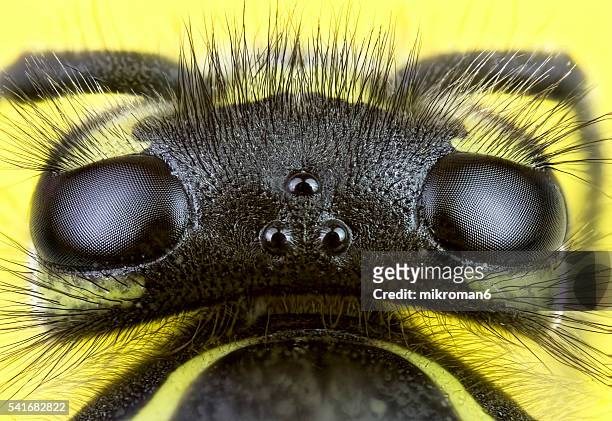 Wasp close-up
