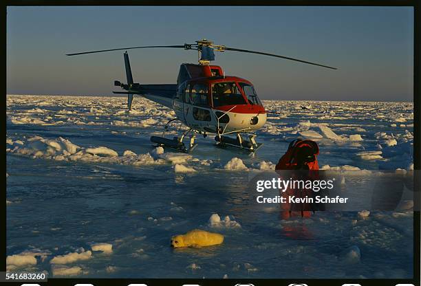 photographer and harp seal pup - harp seal stock pictures, royalty-free photos & images