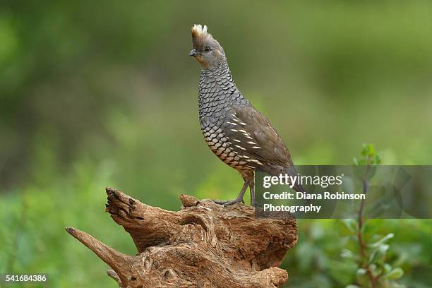 scaled quail (callipepla squamata) in south texas - callipepla squamata stock pictures, royalty-free photos & images