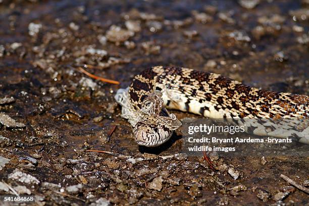 bull snake - bull snake stockfoto's en -beelden