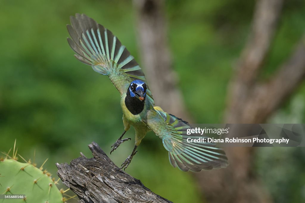 Green Jay in flight, South Texas