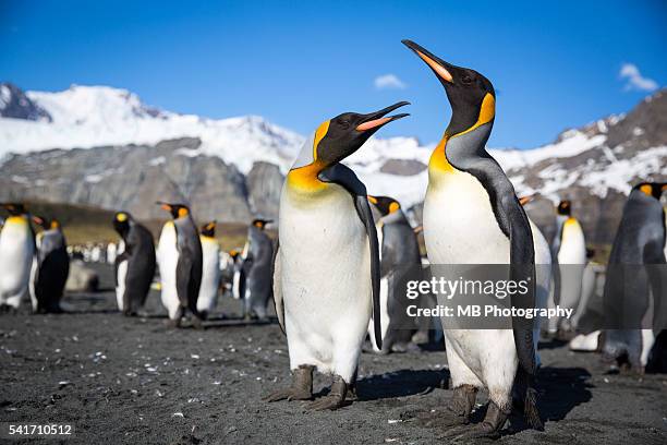 king penguins - south georgia island stock pictures, royalty-free photos & images