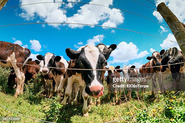 cows standing in a row near a fence - uruguai - fotografias e filmes do acervo