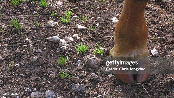 cow's hoof - hoof stock pictures, royalty-free photos & images