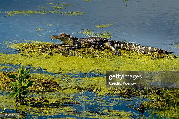 american alligator - st marks wildlife refuge stock pictures, royalty-free photos & images