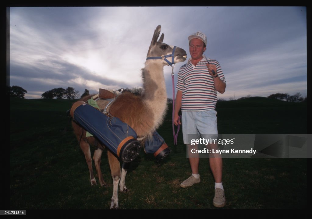 Golfer And Llama Caddy High Res Stock Photo Getty Images Golfer And Llama Caddy High Res Stock Photo Getty Images
