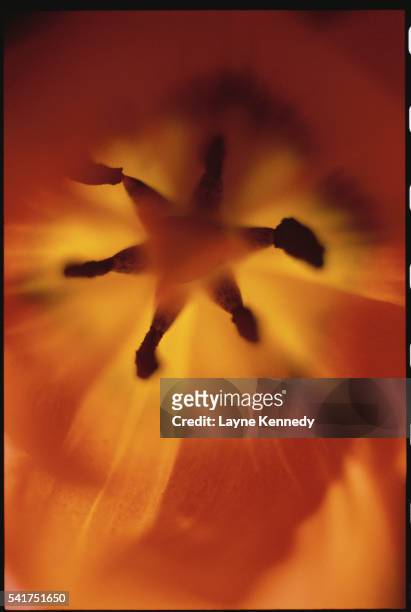 center of yellow tulip - estigma imagens e fotografias de stock