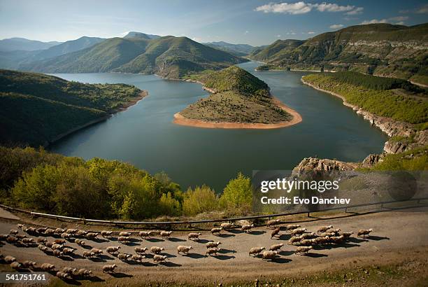sheep herd on the curve, rodops range, bulgaria - transhumance stock pictures, royalty-free photos & images