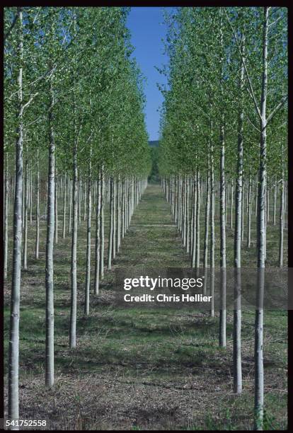 Tree Planation Rows 12 Plane Trees Stock Photos, High-Res Pictures, and Images - Getty Images