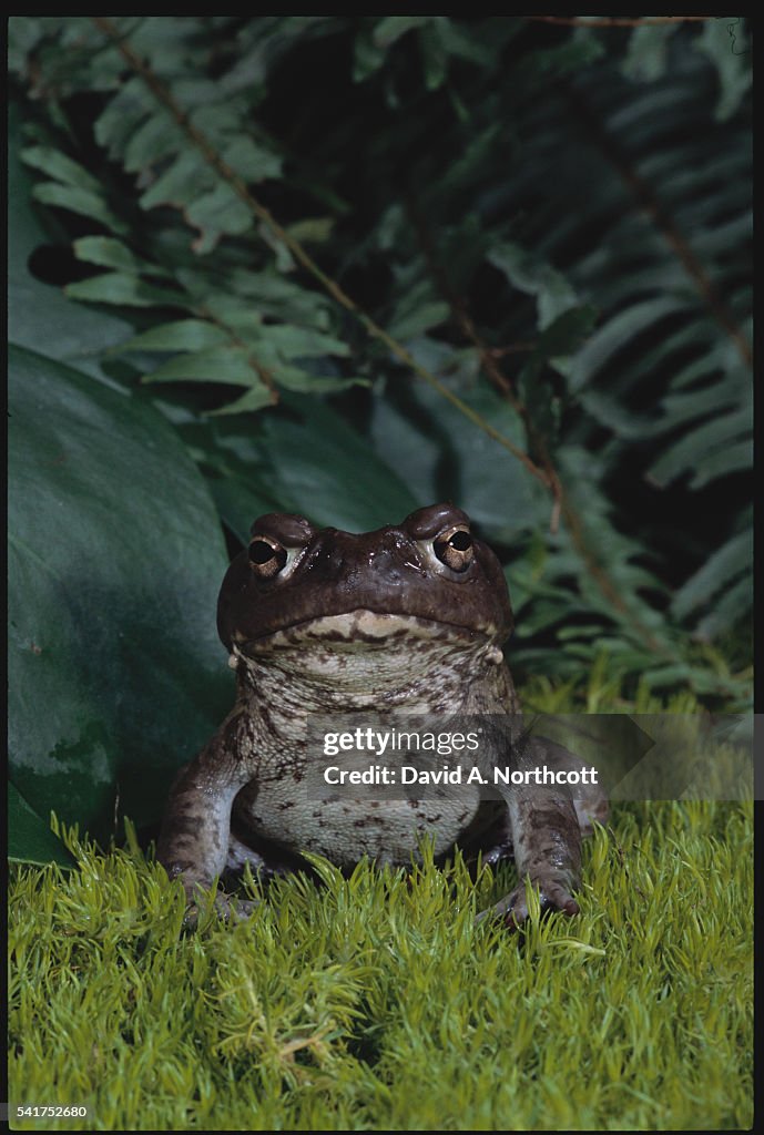 Colorado River Toad