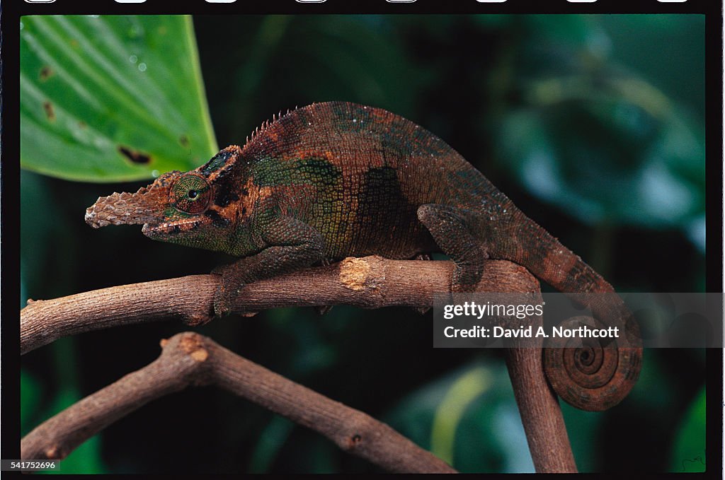 Fischer's Chameleon on Branch