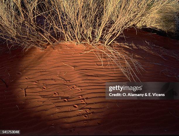 red dunes and animal tracks - alamany stockfoto's en -beelden