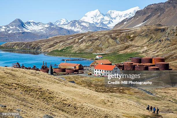 grytviken - antarctica whale stock pictures, royalty-free photos & images
