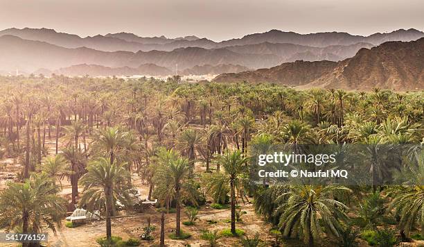 dates farm in al bidiya - date palm tree fotografías e imágenes de stock