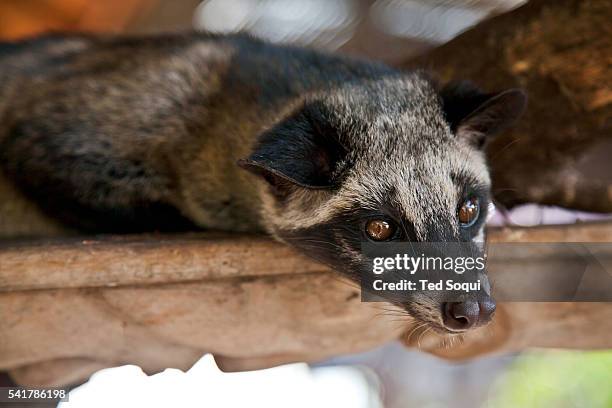 Luwak or Civet. Coffee Luwak or otherwise know by Indonesians as Kopi Luwak. The Asian Civet, or locally known as the Luwak, is a cat-like animal...