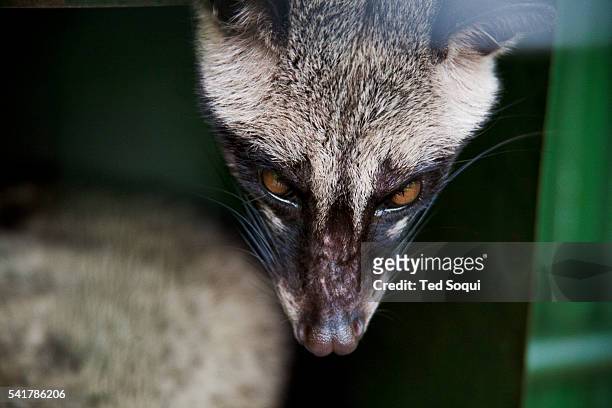 Luwak or Civet. Coffee Luwak or otherwise know by Indonesians as Kopi Luwak. The Asian Civet, or locally known as the Luwak, is a cat-like animal...