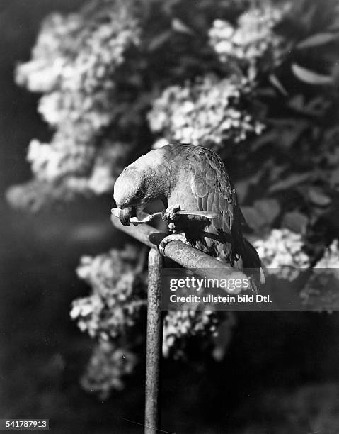 Parrot is eating ice cream - Photographer: - - undatedVintage property of ullstein bild