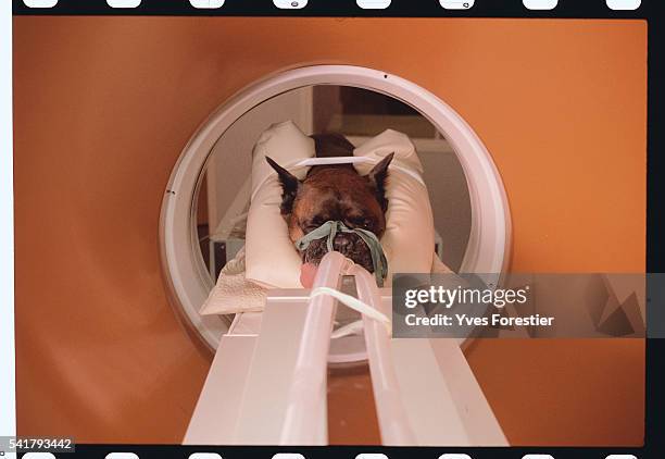 Ct Scan In Dogs 48 Dog Ct Scan Stock Photos, High-Res Pictures, and Images - Getty Images