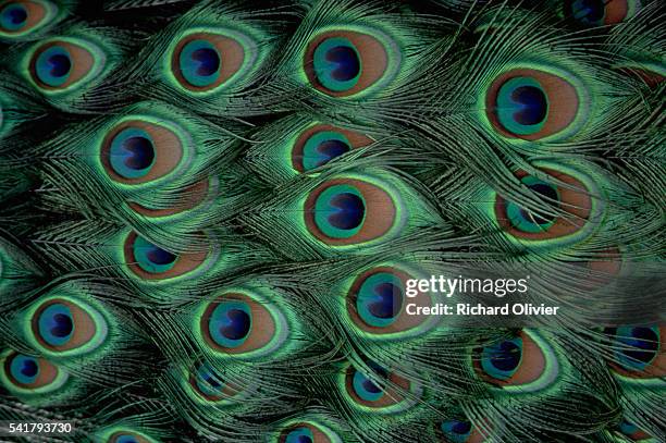peacock tail feathers at brent lodge park - peacock stock pictures, royalty-free photos & images