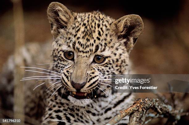 Close-up of a young leopard cub. | Location: Chipangali, Zimbabwe.
