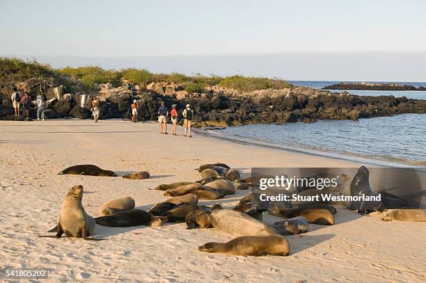 group of galapagos sea lions - zalophus californianus imagens e fotografias de stock