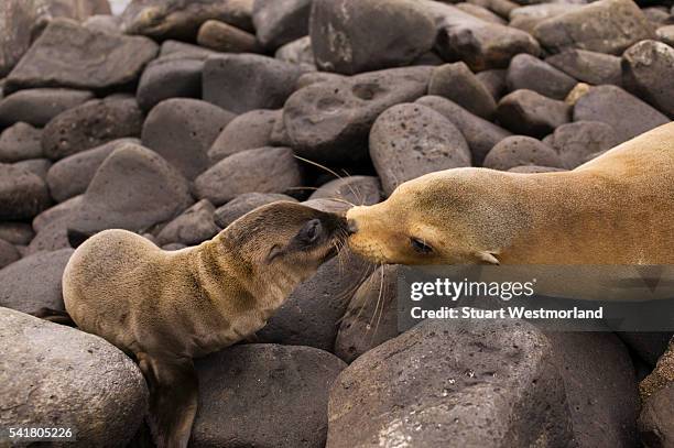mother and baby sea lion - galapagos sea lion stock pictures, royalty-free photos & images