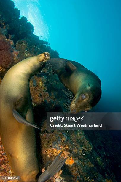 two galapagos sea lions - galapagos sea lion stock pictures, royalty-free photos & images