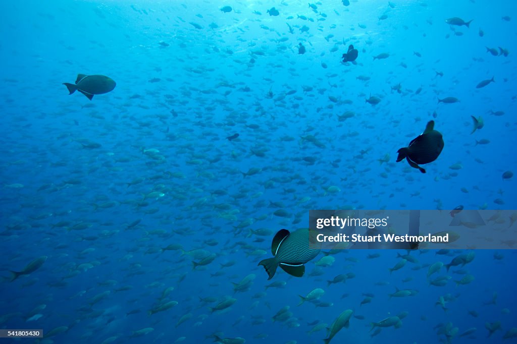 Creolefish and Black Durgon
