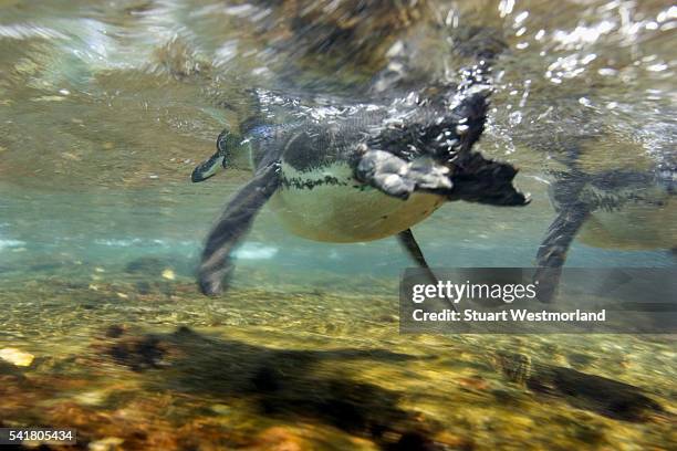 galapagos penguin in water - galapagos penguin fotografías e imágenes de stock