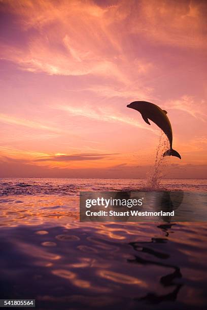 jumping bottlenose dolphin - animal jump stock pictures, royalty-free photos & images