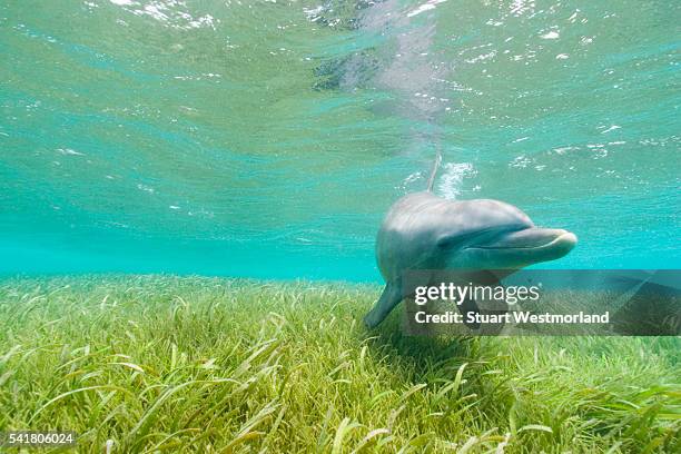 bottlenose dolphin - sea grass stock pictures, royalty-free photos & images