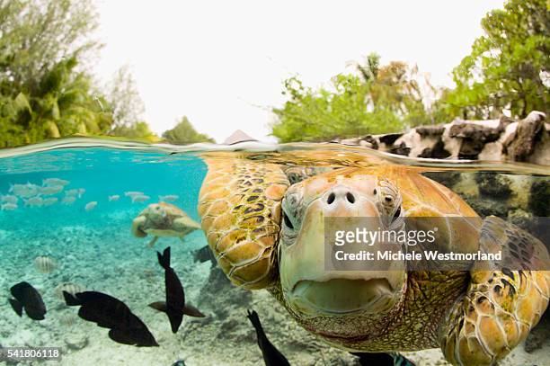 face to face with green sea turtles - frans polynesië stockfoto's en -beelden