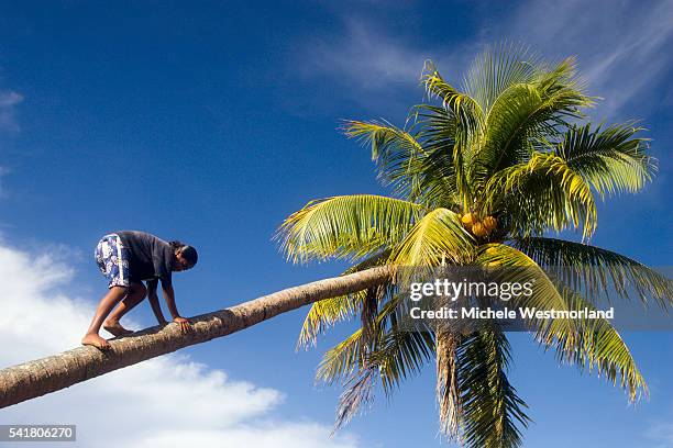 girl climbing coconut palm - fiji people stock pictures, royalty-free photos & images