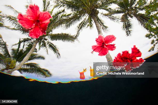 tropical drinks sitting on poolside - fiji flower stock pictures, royalty-free photos & images