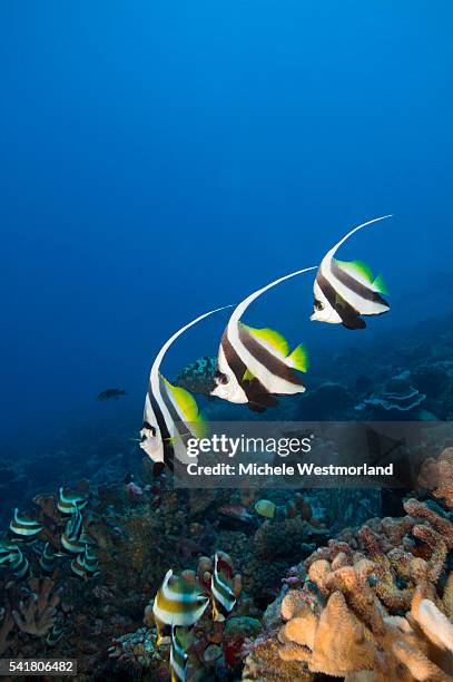 longfin bannerfish - longfin bannerfish stock-fotos und bilder