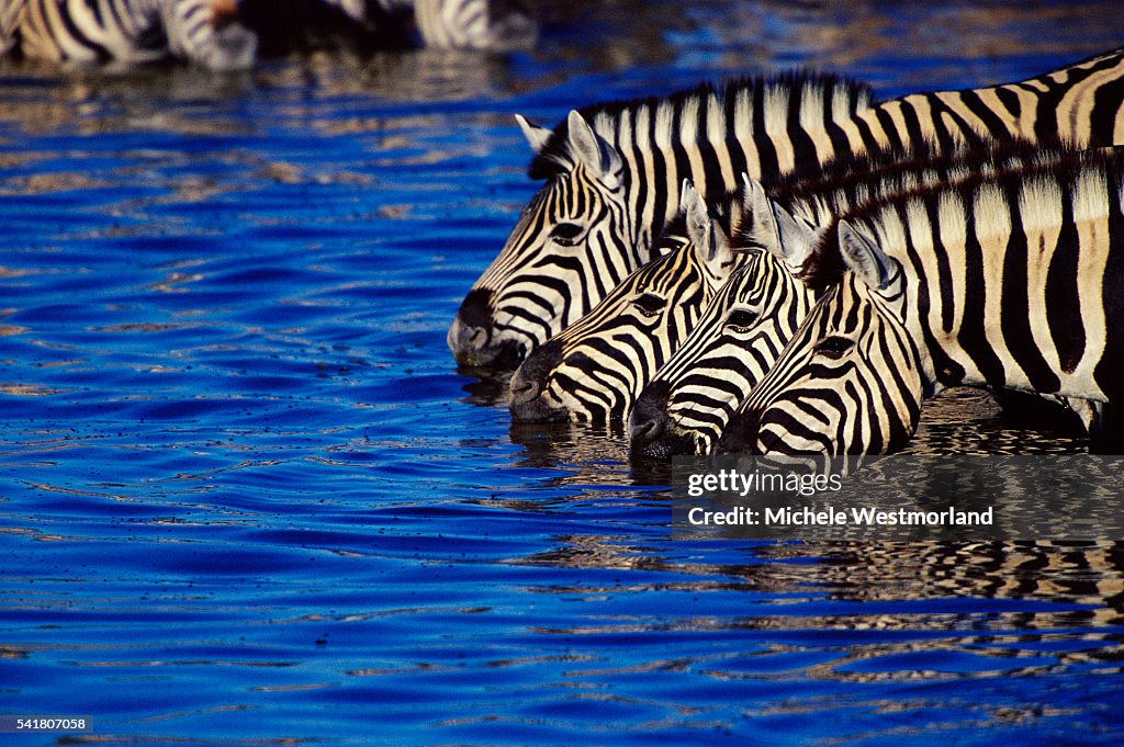 Burchell's Zebras Drinking