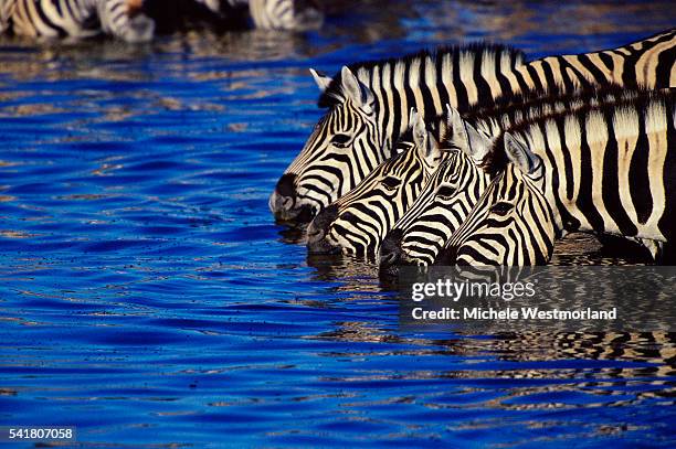 burchell's zebras drinking - zebra stock pictures, royalty-free photos & images